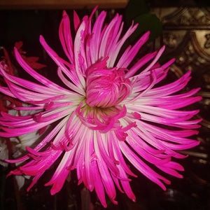 Meet your Posher, Annie